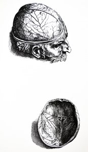 Die Platten aus dem siebten Buch der De Humani Corporis Fabrica von Andreas Vesalius