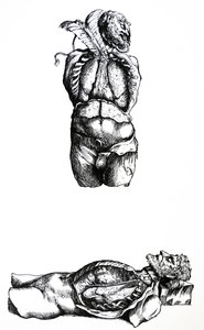 Die Tafeln aus dem sechsten Buch der De Humani Corporis Fabrica