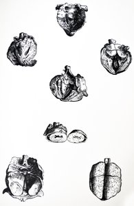 Die Tafeln aus dem sechsten Buch der De Humani Corporis Fabrica von Andreas Vesalius