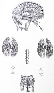 Die Tafeln aus dem dritten Buch der De Humani Corporis Fabrica