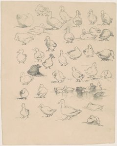 Enten