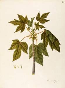 Papaya (Carica papaya), Caricaceae, Warmhausbaum mit beständigen Blättern, kultiviert wegen seiner Früchte, heimisch in tropischem Amerika