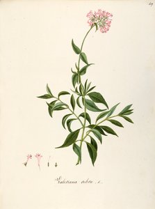 Rote Spornblume (Centranthus ruber), Staude für Blumenbeete oder Steingärten, spontan in Italien, von Angela Rossi Bottione und Mitarbeitern, Aquarell von Angela Rossi Bottione