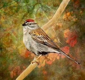 Spatz auf Herbstlichem Ast