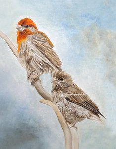 Finken auf einem Ast von Angeles M. Pomata