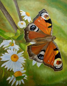 Pfauenfalter und Gänseblümchen