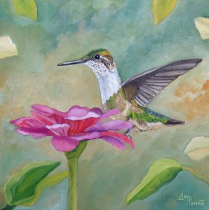 Leuchtender Kolibri und Zinnie