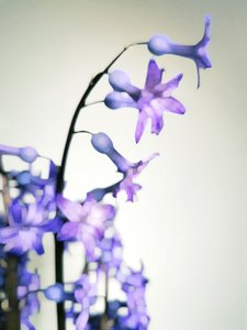 Zarte lila Blüten von Angelo Cerantola