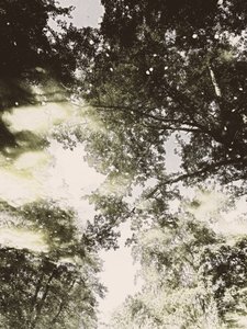 Träumerisches Waldlicht von Angelo Cerantola