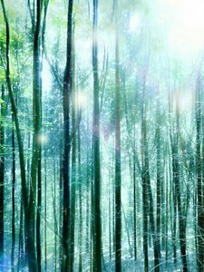 Verzaubertes Waldlicht von Angelo Cerantola