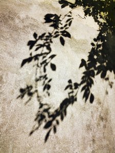 Sonnenbeschienene Blattschatten von Angelo Cerantola