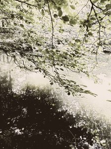 Sonnenbeschienener Waldkronendach