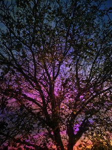 Lebendiger Sonnenuntergangsbaum