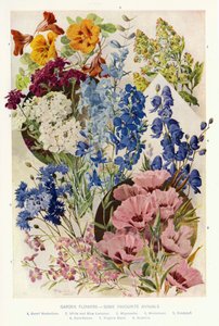 Gartenblumen, einige beliebte Einjährige (Farblitho) von Angelo Fairfax Muckley