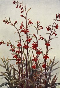 Lobelie Cardinals