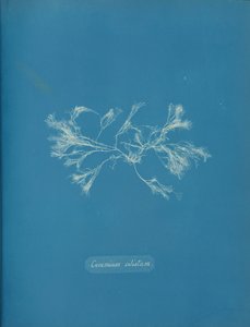 Ceramium ciliatum, ca. 1853 von Anna Atkins