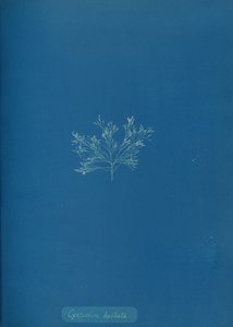 Cystoseira barbata, um 1853 von Anna Atkins