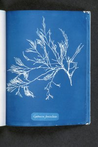 Cystoseira foeniculacea, aus „Photographs of British Algae: Cyanotype Impressions“, veröffentlicht 1843-53 von Anna Atkins