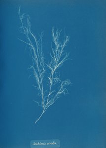 Dichloria viridis, ca. 1853 von Anna Atkins