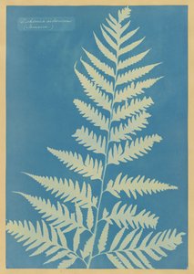  von Anna Atkins