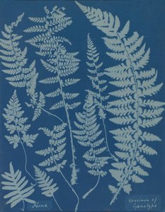 Farne. Exemplar eines Cyanotyps, 1840er Jahre von Anna Atkins