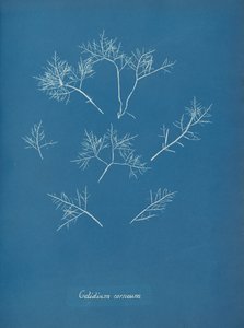 Gelidium corneum, ca. 1853 von Anna Atkins