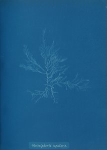Gloisiphonia capillaris von Anna Atkins