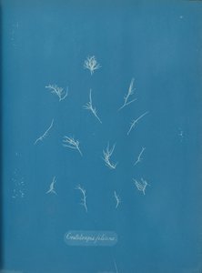 Grateloupia filicina, ca. 1853 von Anna Atkins
