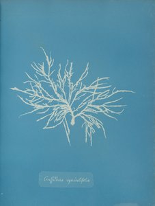 Griffithsia equisetifolia, ca. 1853 von Anna Atkins