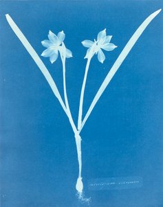 Leucojam Varium von Anna Atkins von Anna Atkins