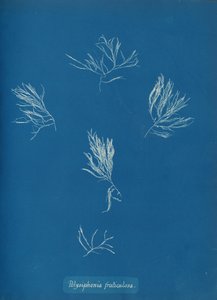 Polysiphonia fruticulosa, ca. 1853 von Anna Atkins