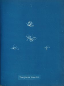 Polysiphonia parasitica, ca. 1853 von Anna Atkins