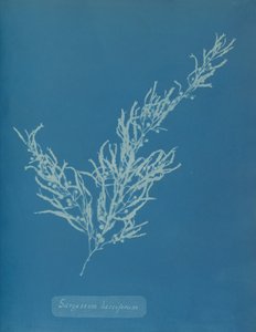 Sargassum bacciferum, ca. 1853 von Anna Atkins