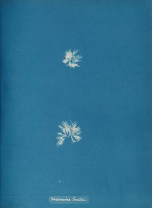 Schizonema Smithii, ca. 1853 von Anna Atkins