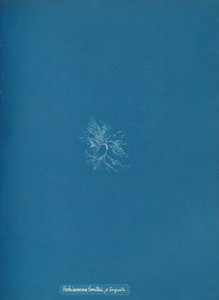 Schizonema Smithii, ß torqata, ca. 1853 von Anna Atkins