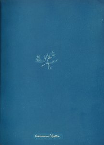 Schizonema Wyattiæ, ca. 1853 von Anna Atkins