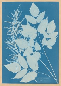Spiraea aruncus (Tirol) von Anna Atkins