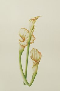 Aronstab, 2001 von Annabel Barrett