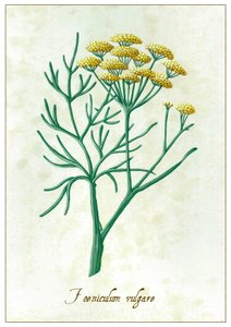 Foeniculum vulgare (2015)