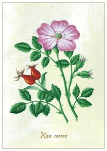 Hundsrose
