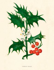 Gewöhnliche Stechpalme, um 1891, 1891