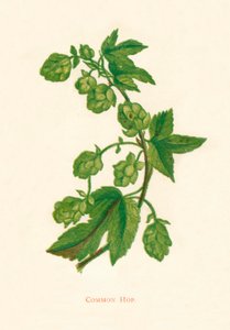 Gemeiner Hopfen, ca. 1891 von Anne Pratt