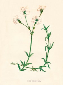 Feld-Hornkraut, ca. 1891, 1891
