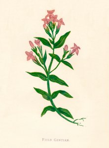 Feld-Enzian, um 1891, 1891 von Anne Pratt