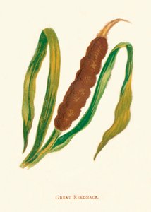 Großes Schilfrohr, ca. 1891