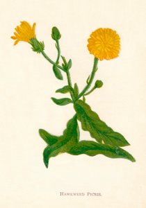 Habichtskraut Picris, ca. 1891 von Anne Pratt