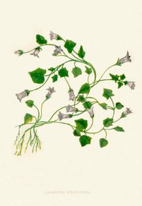 Efeublättrige Glockenblume, ca. 1891