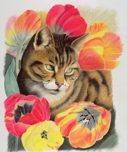 Gestreift und Tulpe