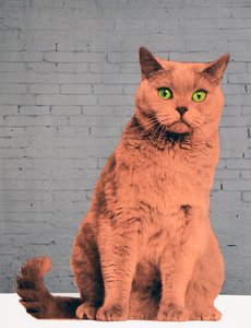 Jeder will eine Katze sein, 2017