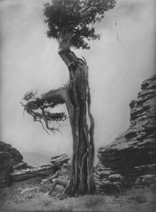 Ohne Titel (Akt am Fuße einer Zeder) von Anne W. Brigman